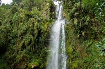 Fototapeta na wymiar Cascada de agua pura en medio de un bosque latino