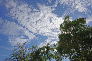 Obraz premium Bright blue sky with vivid high clouds seen through yellow jacaranda trees