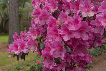Close Up of Azalea Blooms