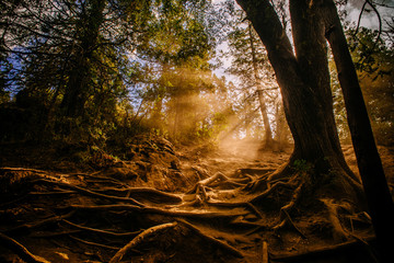 LIGHT
