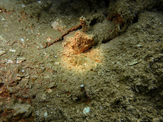 Closeup with the hairy sea spider during a leisure dive in Tunku Abdul Rahman Park, Kota Kinabalu....