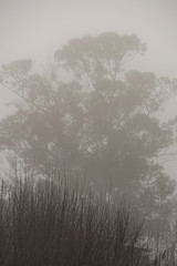 fog hopes between trees-in contrast