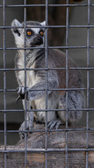 ring tailed lemur
