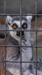 ring tailed lemur