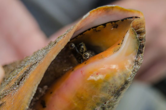 Close up of Conch in its shell