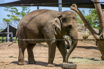 Naklejka premium Elephant walking and eating 