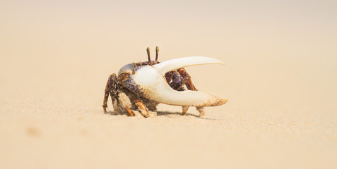 Crab
