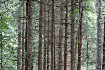 Obraz premium Stand of thin evergreens forest landscape