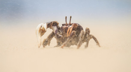 Crab in storm