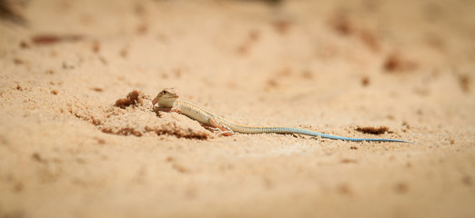 Reptile