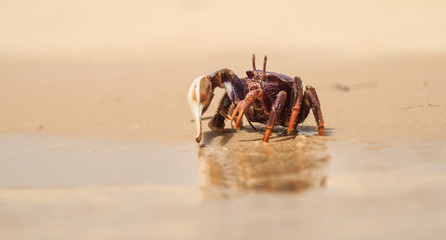 Fiddle Crab
