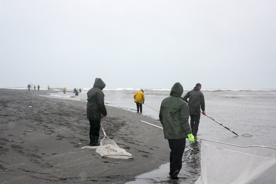Whitebaiters fish for whitebait on the rising tide with scoop nets at the rivermouth 
