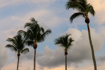 Obraz premium palm trees on beach