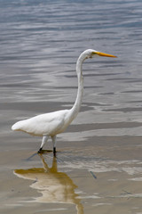 great white egret in the water