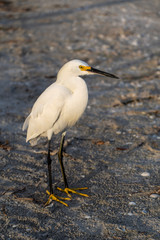 great blue heron on beach
