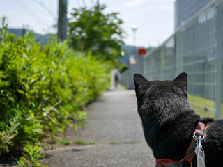 黒柴犬と一緒にお散歩6