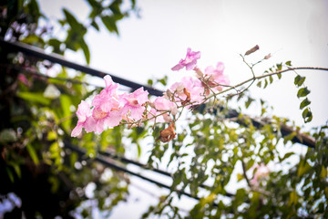 branch with pink flowers