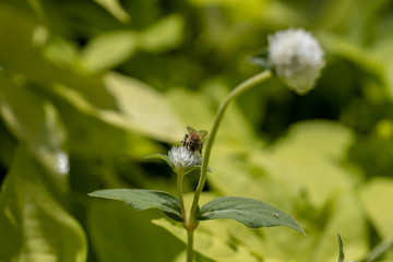 Bumblebee collecting pollen on white globe-shaped flower with green background