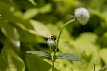 Obraz premium Bumblebee collecting pollen on white globe-shaped flower with green background