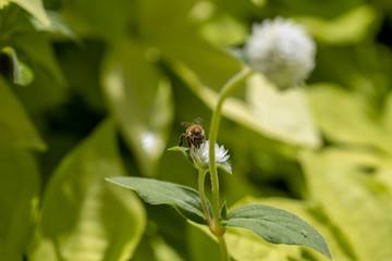 Bumblebee collecting pollen on white globe-shaped flower with green background