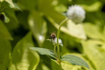 Bumblebee collecting pollen on white globe-shaped flower with green background