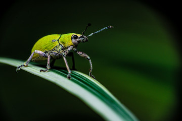 Visita verde