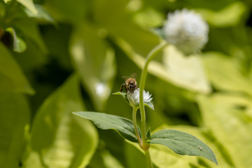 Bumblebee collecting pollen on white globe-shaped flower with green background