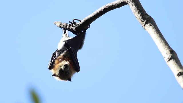 Curious flying fox hanging from tree in Australia