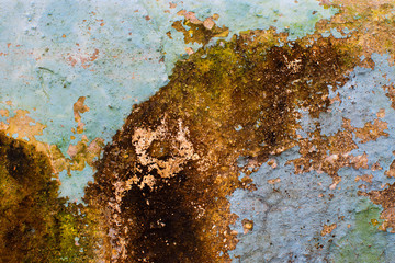 Fungus on tree trunk