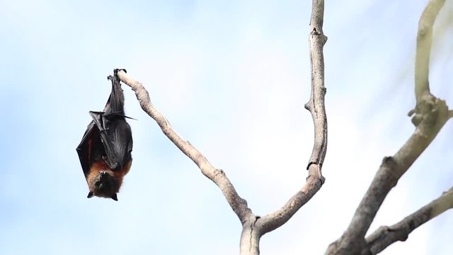 Cute flying fox hanging from tree in Australia