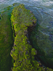 green moss and algae on the rock