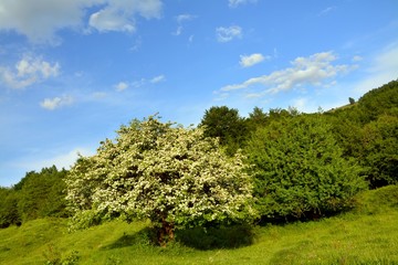 a flowering tree on the hill