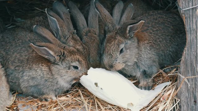 Many little funny rabbits together eat a leaf of cabbage in a cage on the farm