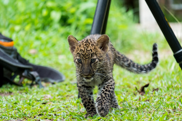 baby leopard in wild life breeding station.