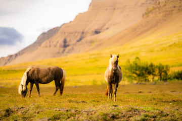 Fototapeta premium Horses, Iceland