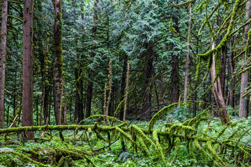 green summer forest at south canada summer time.