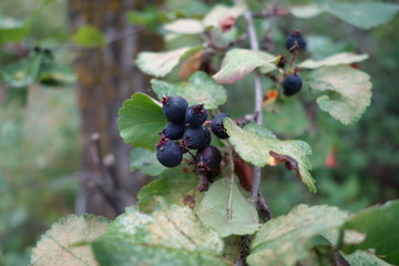 Wild berries on a bush