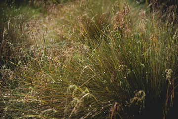 Plantas llenas de gotas de lluvia