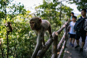 Monkey walking on railing