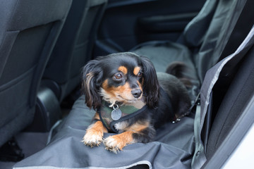 small dog secured in back seat of car ready to travel safely
