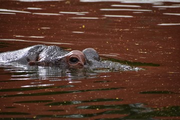 hippo in water