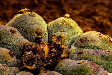 Lophophora williamsii