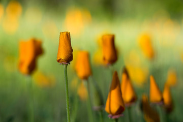 California Poppy