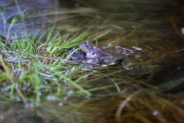 Frogs mating season