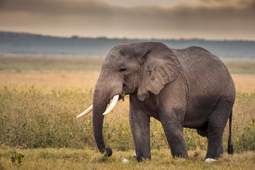Naklejka na ściany i meble African Elephants feeding at Amboseli national Park ,Kenya.