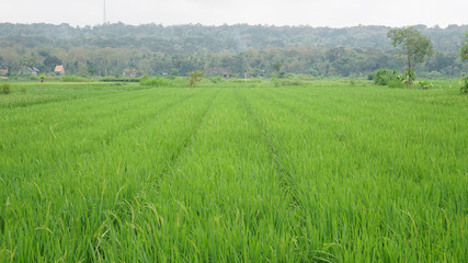 Fototapeta premium beautiful green rice fields