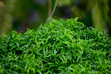 Obraz premium Many colorful leaves in the garden That looks fresh and cool, beautiful nature