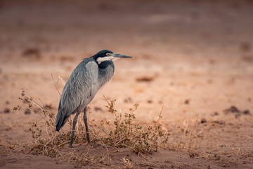 Black-headed Heron in Amboseli National Park ,Kenya.