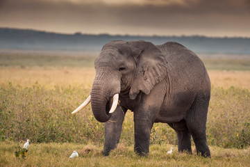Obraz premium African Elephants feeding at Amboseli national Park ,Kenya.