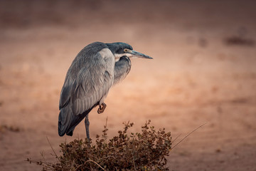 Black-headed Heron in Amboseli National Park ,Kenya.